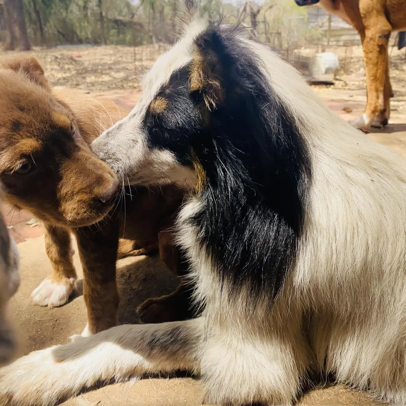 Birch Pc thumbnail 5