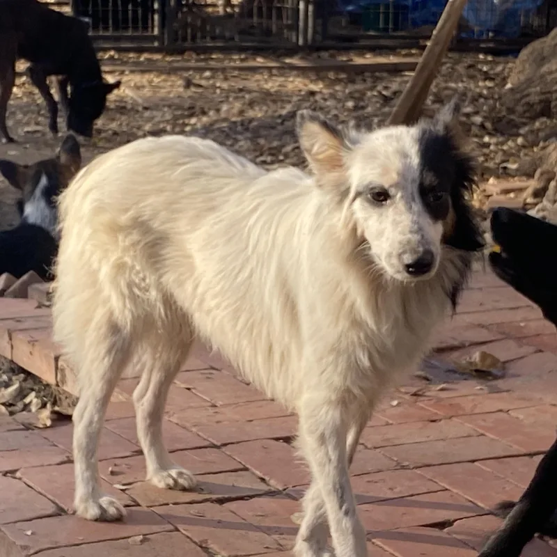 Birch Pc thumbnail 6