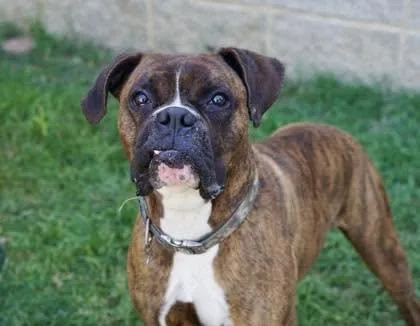 An adult large-sized male Boxer dog named Devon for adoption in Monticello, NY