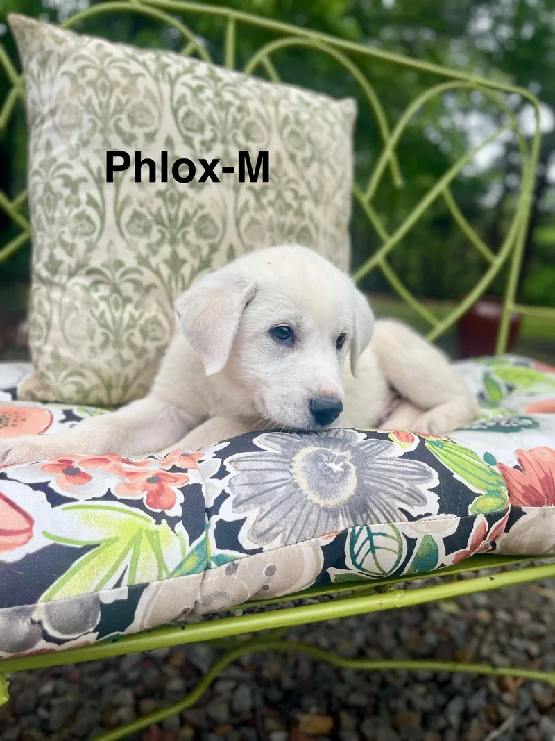 A Phlox Lonestar thumbnail 2