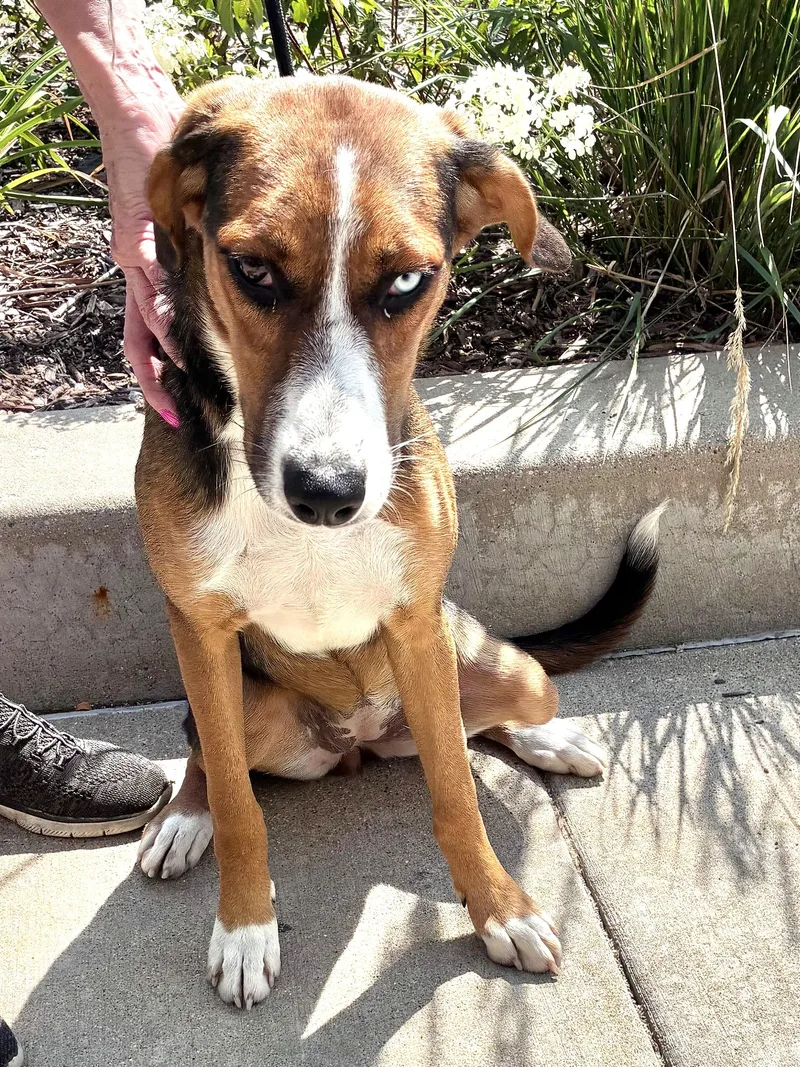 A baby medium-sized female Tricolor (Brown, Black, & White) Catahoula Leopard Dog dog named Maglyn for adoption in West Chicago, IL