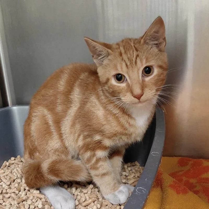 A baby medium-sized male Orange / Red Domestic Short Hair cat named "Burt" for adoption in Perkiomenville, PA
