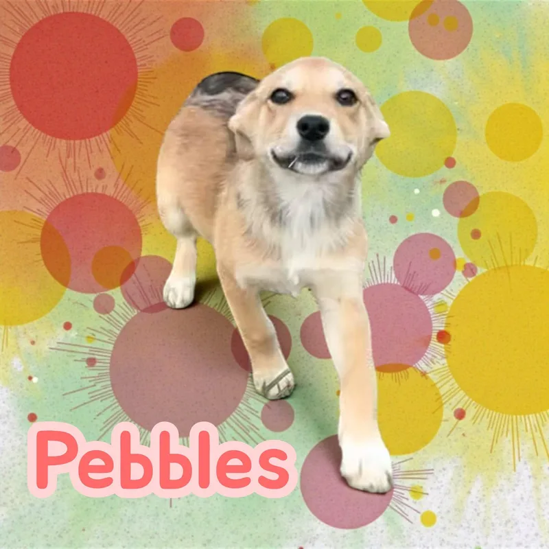 A baby medium-sized female Terrier dog named Pebbles for adoption in Chuckey, TN