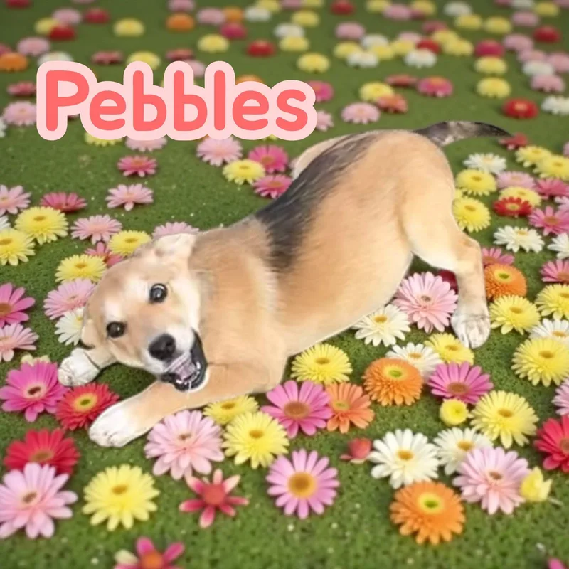 Pebbles thumbnail 3