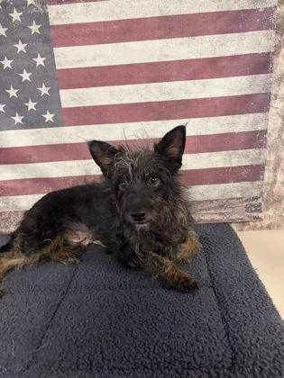 An adult small-sized female Terrier dog named Tahini for adoption in Houston, TX