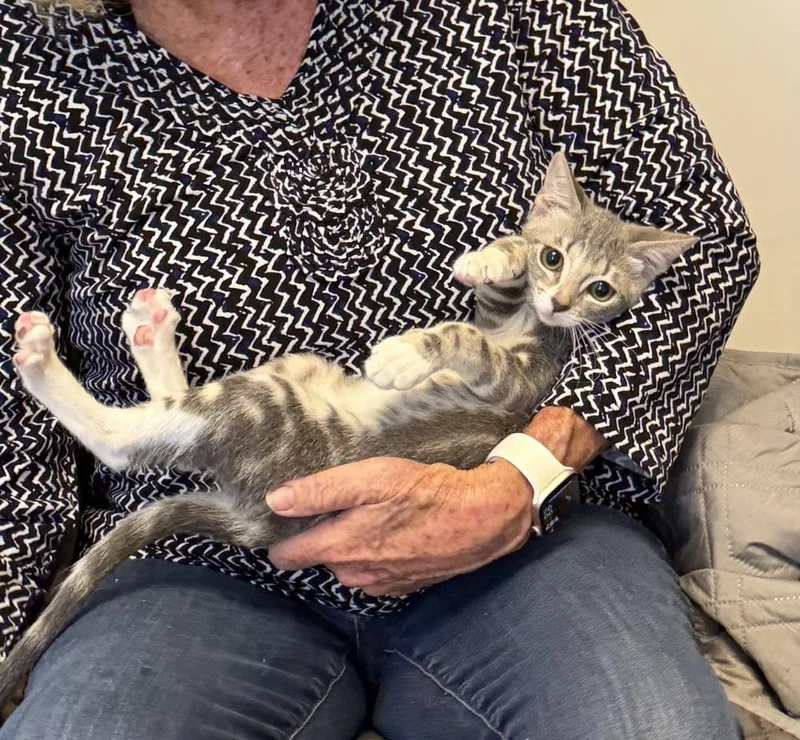 A baby small-sized female Gray & White Domestic Short Hair cat named Mystic for adoption in Gardena, CA