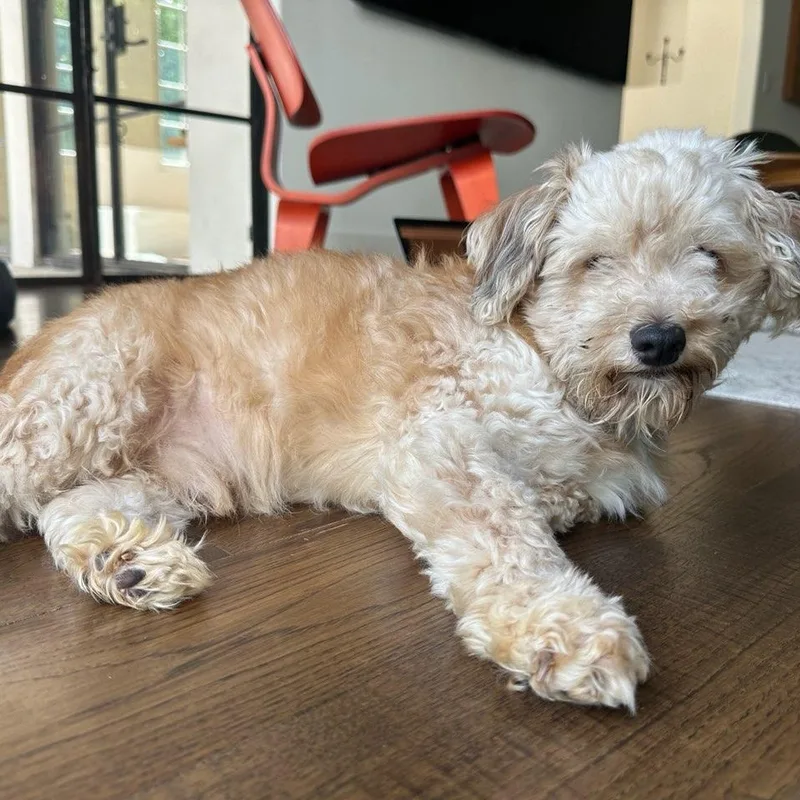 An adult small-sized male Poodle dog named Jack for adoption in Orange, CA