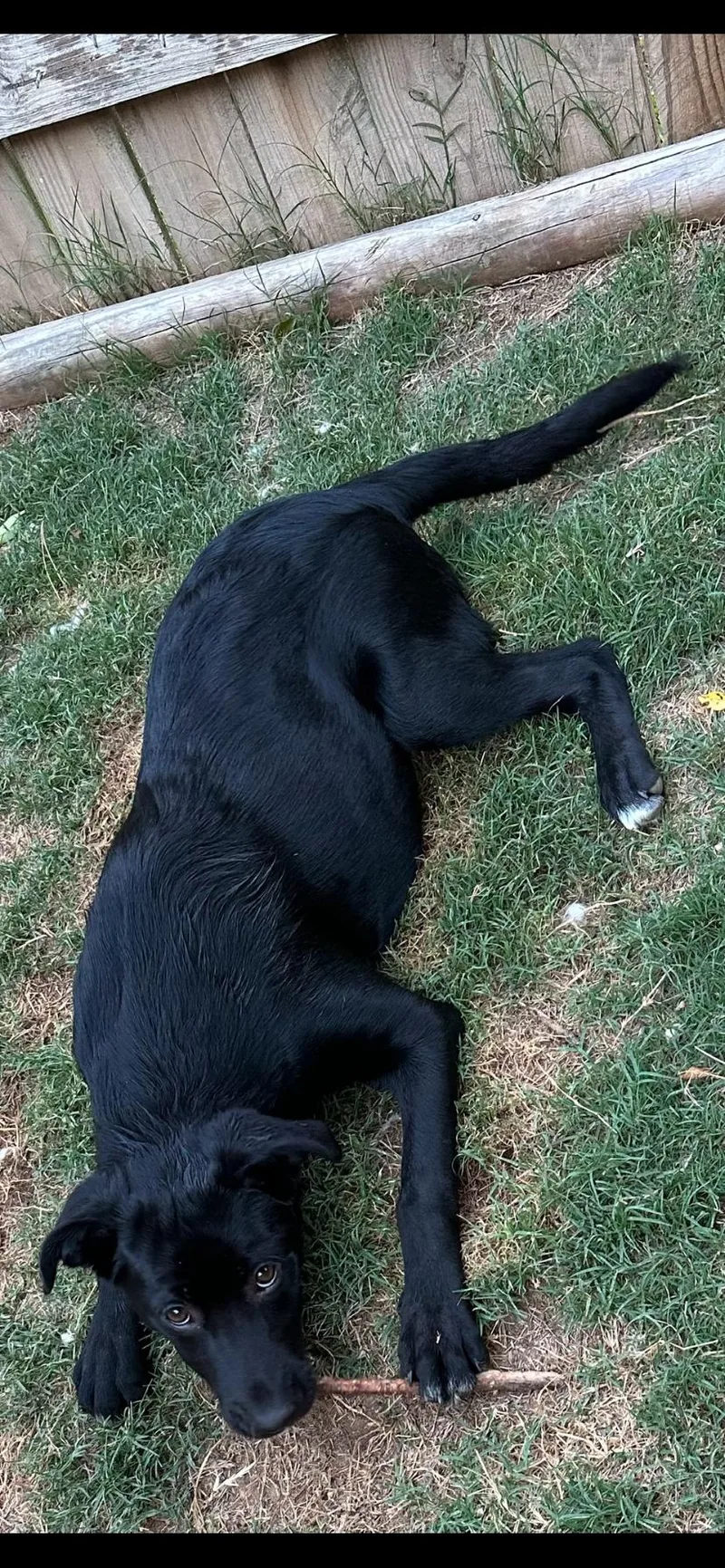A baby large-sized female Black Labrador Retriever dog named Piper for adoption in Falmouth, ME