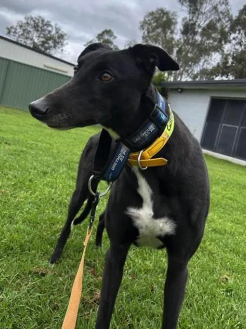 An adult medium-sized female Greyhound dog named Key Up for adoption in Tarpon Springs, FL