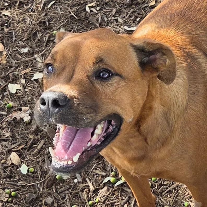 An adult large-sized male Yellow / Tan / Blond / Fawn Mixed Breed dog named Reiko for adoption in Leander, TX