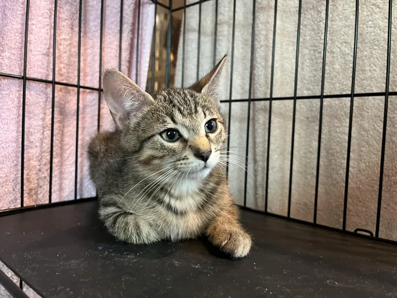 A baby small-sized male Tabby (Brown / Chocolate) Domestic Short Hair cat named Wiggle Wagon for adoption in Salisbury, MA