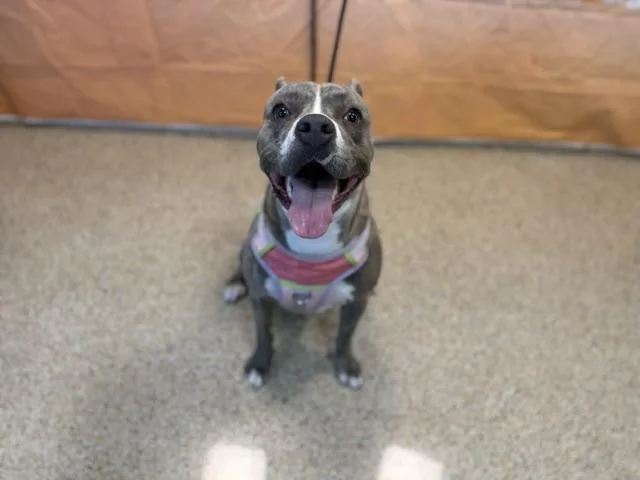 A young large-sized female American Bulldog dog named Pookie for adoption in Miami, FL