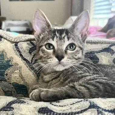 A baby medium-sized male Tabby cat named Swim Shady for adoption in Garland, TX