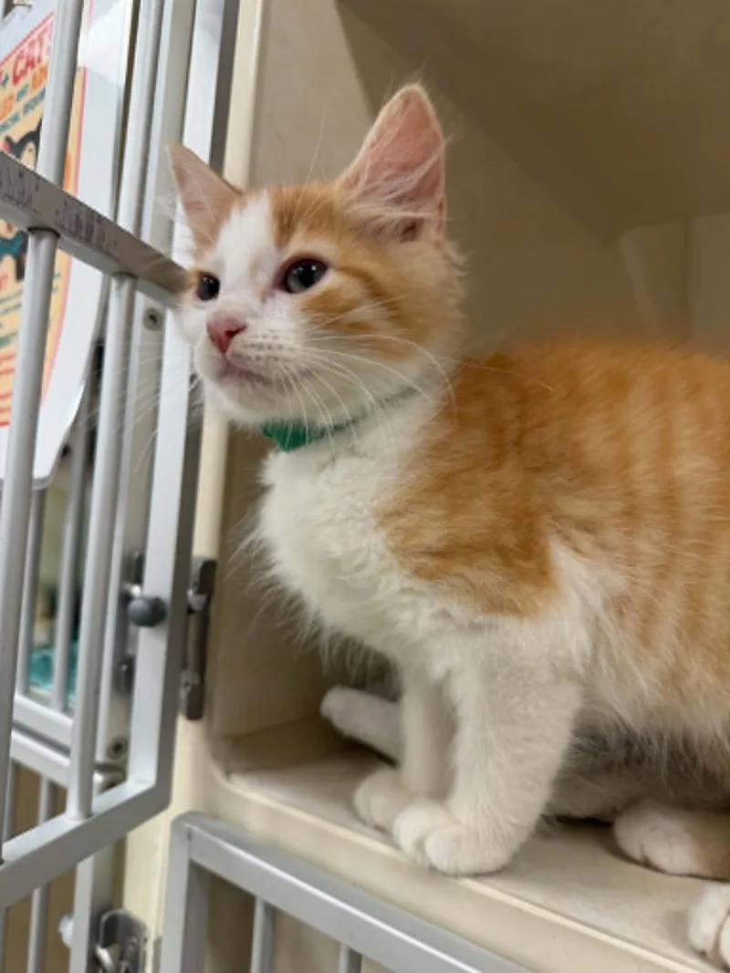 A baby small-sized male Domestic Long Hair cat named Ostrich for adoption in Hagerstown, MD