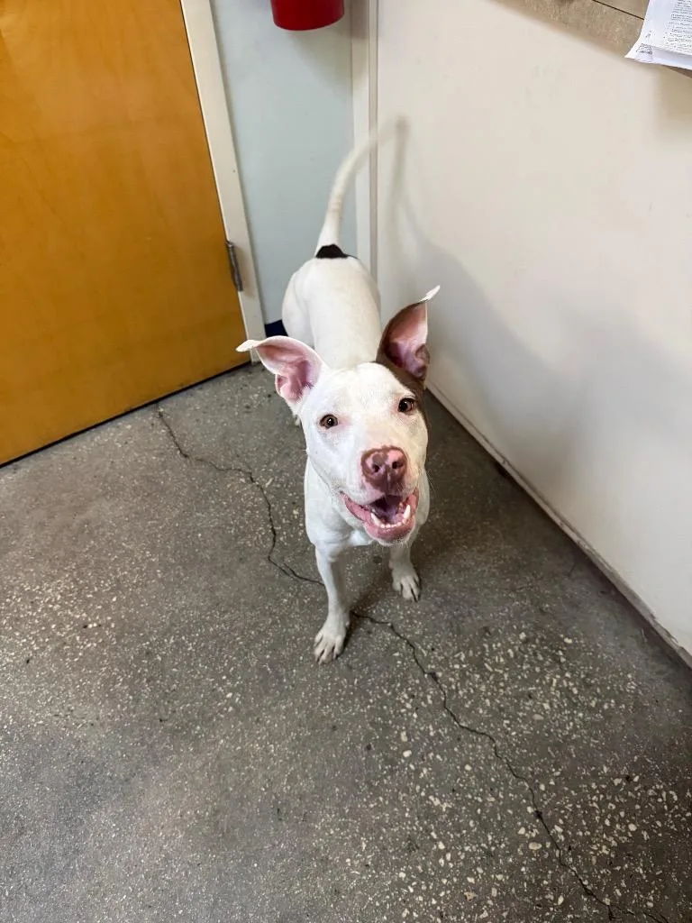 A young medium-sized male Mixed Breed dog named Ollie for adoption in Ocala, FL