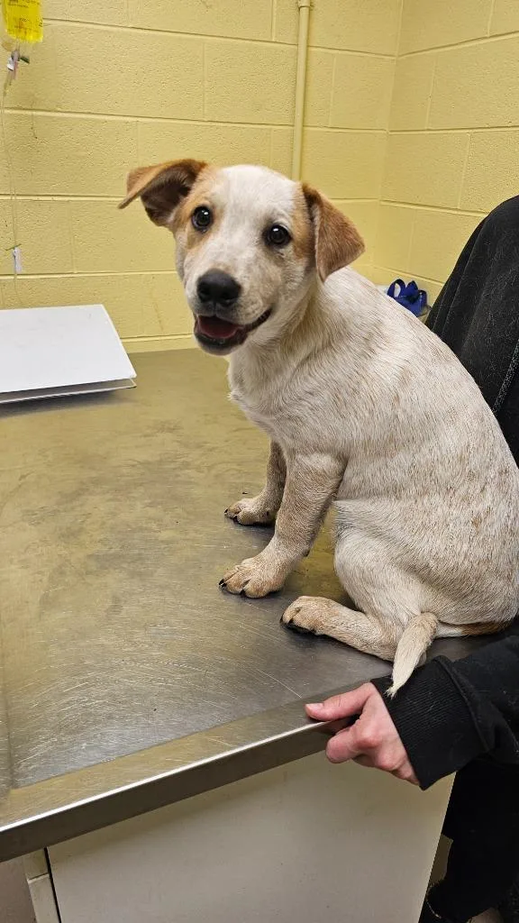 A baby small-sized male Cattle Dog dog named Dunka Chino for adoption in Crossville, TN
