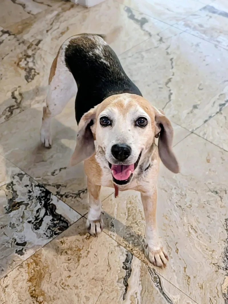 A senior medium-sized female Beagle dog named Louise Ii for adoption in Tampa, FL