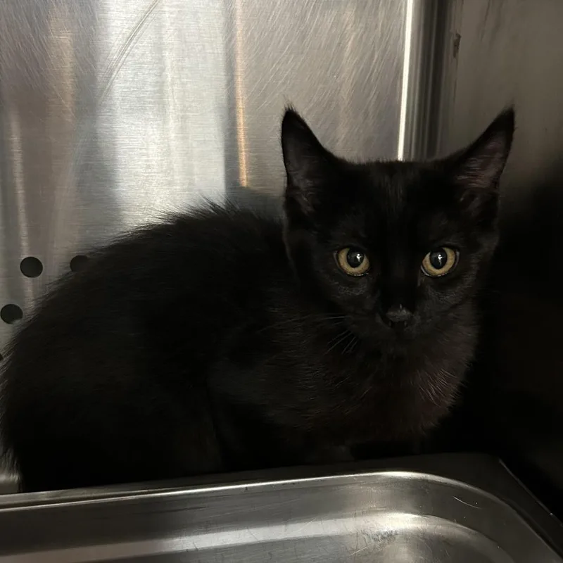 A baby small-sized female Black Domestic Short Hair cat named Cloud for adoption in Denver, CO