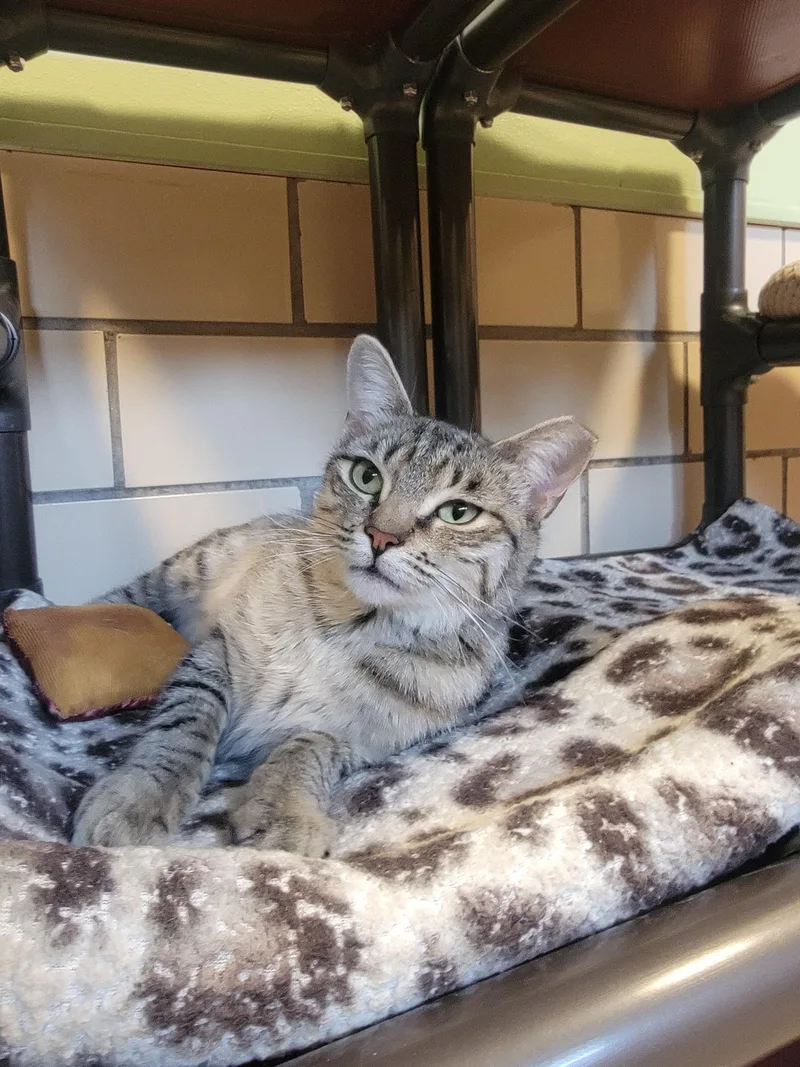 An adult medium-sized female Tabby (Gray / Blue / Silver) American Shorthair cat named Naz for adoption in Pueblo, CO