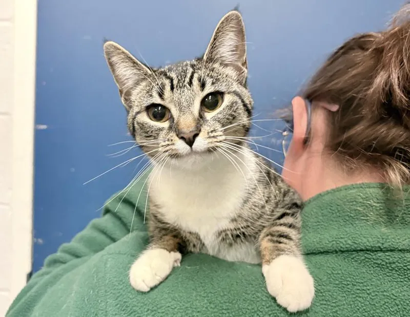 A young small-sized female Tabby (Brown / Chocolate) Domestic Short Hair cat named Marigold for adoption in Columbus, IN