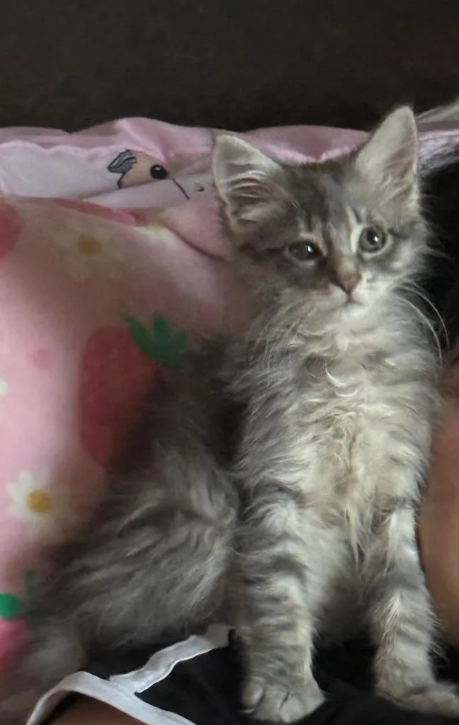 A baby medium-sized male Domestic Medium Hair cat named Sprig for adoption in Evans, GA