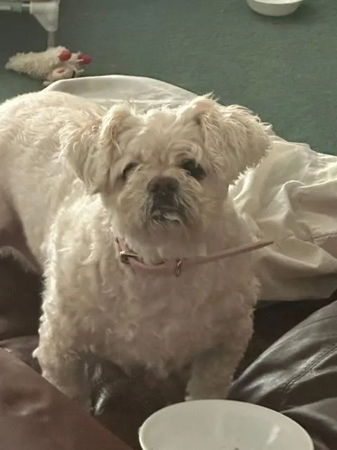 Honey  Bonded To thumbnail 3