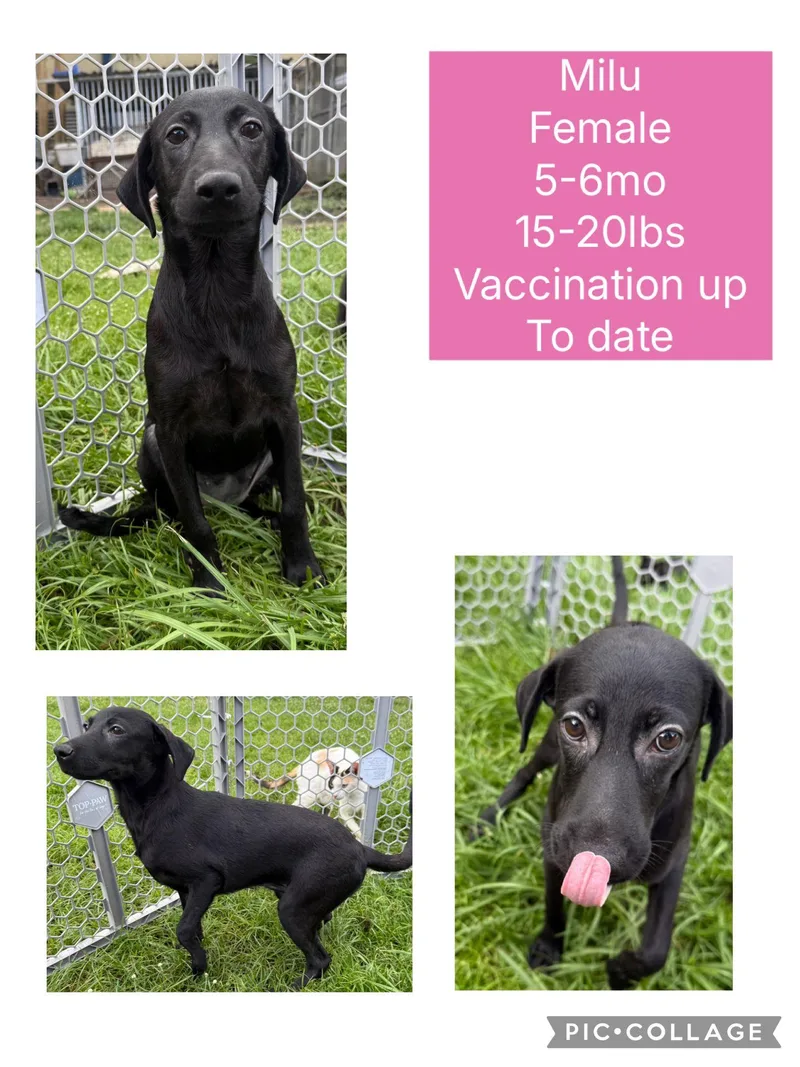 A young small-sized female Mixed Breed dog named Milu for adoption in San Juan, PR