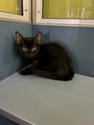 A baby small-sized female Domestic Short Hair cat named Helen of Troy for adoption in New Orleans, LA