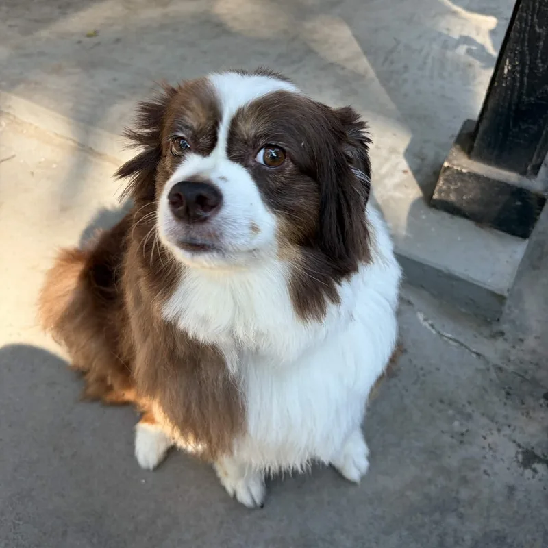 An adult medium-sized female Brown / Chocolate Australian Shepherd dog named Poppy for adoption in Springfield, MO