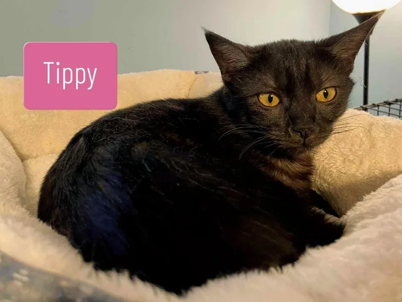 Tippy