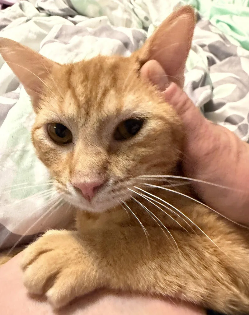 An adult medium-sized male Orange / Red Domestic Short Hair cat named Bright Eyes for adoption in Wheaton, IL