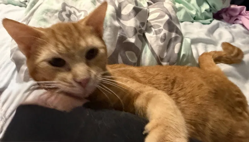 Bright Eyes thumbnail 3