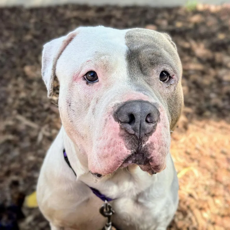 An adult large-sized male Pit Bull Terrier dog named Devon for adoption in Oakland, CA