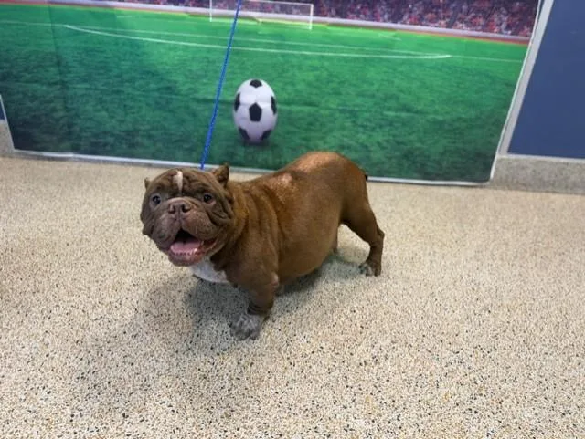 An adult large-sized female English Bulldog dog named Ninita for adoption in Miami, FL