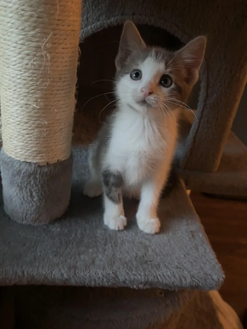 A baby medium-sized female Gray & White Domestic Short Hair cat named Pancake for adoption in Victor, NY