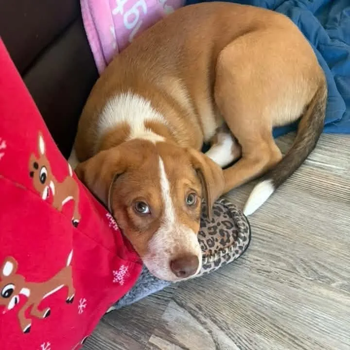 A baby large-sized male Red / Chestnut / Orange Hound dog named Elvis for adoption in Greensboro, NC