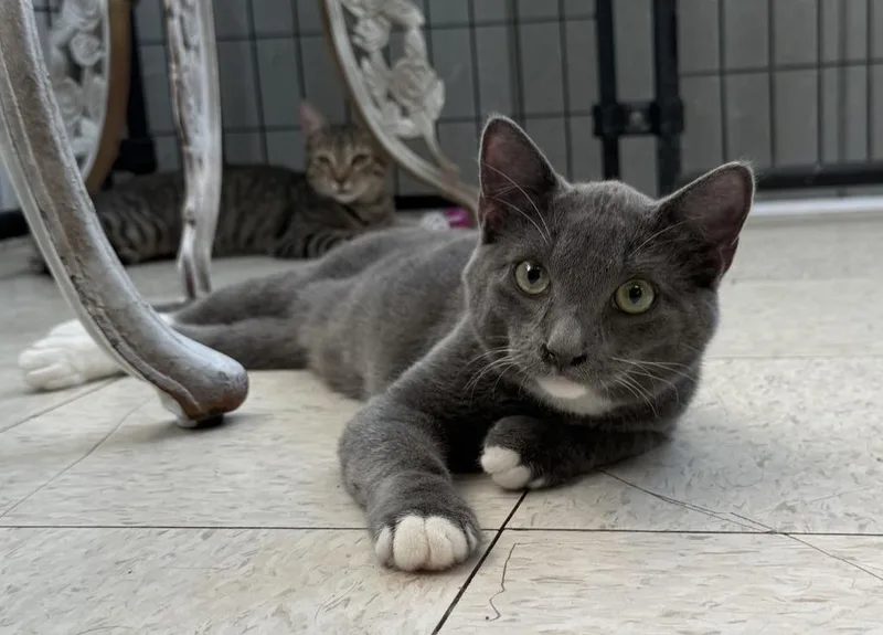 A baby small-sized male Domestic Short Hair cat named Skipper for adoption in Lemoore, CA