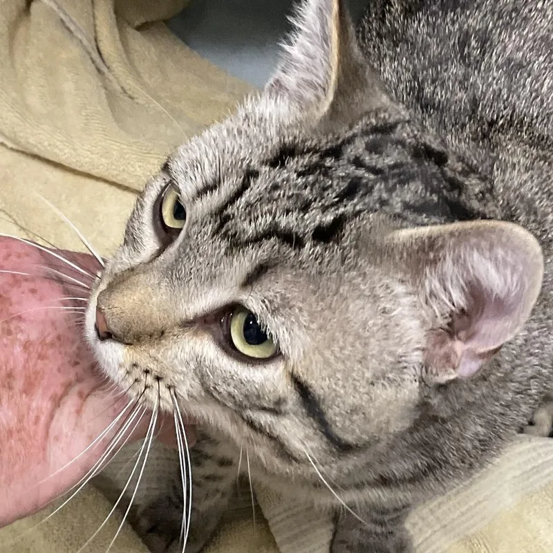A young medium-sized male Gray / Blue / Silver Domestic Short Hair cat named Ky Yu for adoption in Colorado Springs, CO