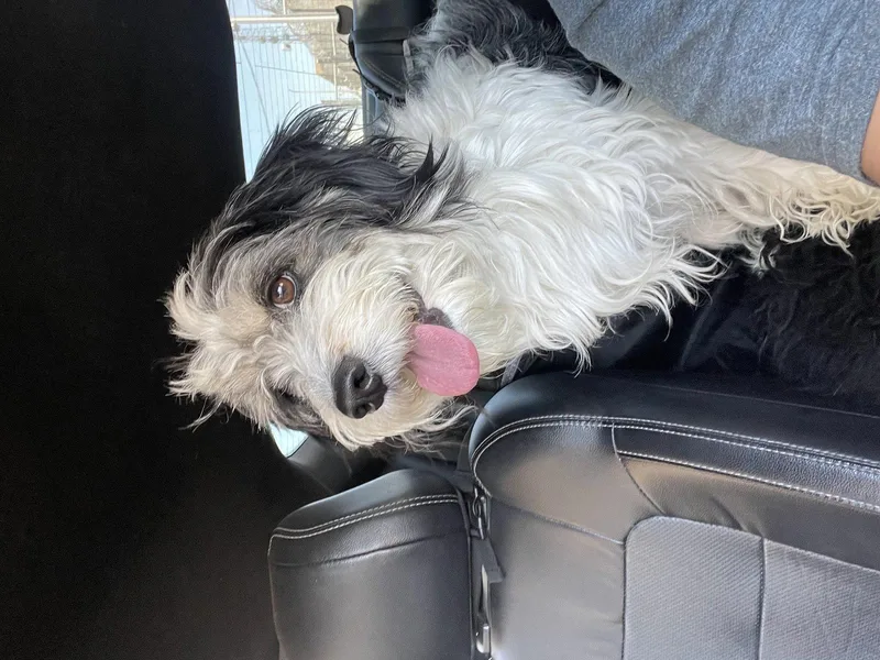 An adult medium-sized male Terrier dog named Jesse for adoption in El Centro, CA