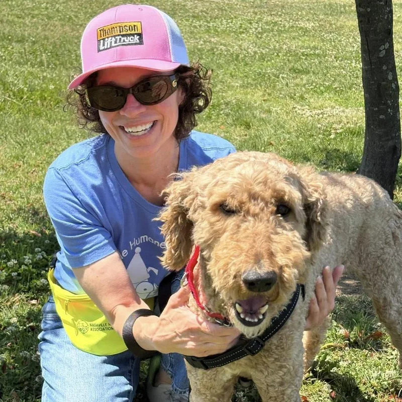 An adult medium-sized male Yellow / Tan / Blond / Fawn Poodle dog named O'neil for adoption in Nashville, TN