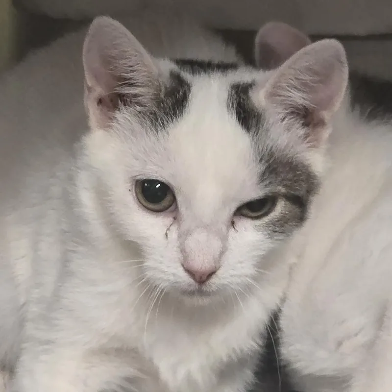 A baby small-sized female Domestic Short Hair cat named Sammy for adoption in Kennebunk, ME