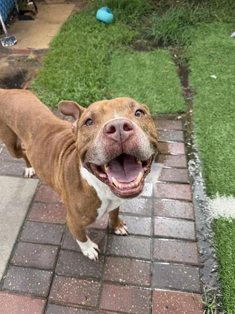 An adult large-sized male Staffordshire Bull Terrier dog named Neymar for adoption in Sugar Land, TX
