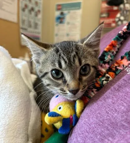 A baby small-sized female Domestic Short Hair cat named Gigi for adoption in Fishers, IN