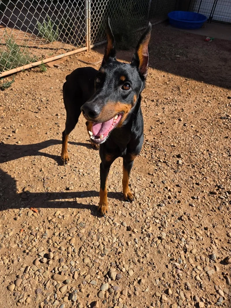 An adult medium-sized female Doberman Pinscher dog named Ammo for adoption in Roosevelt, UT