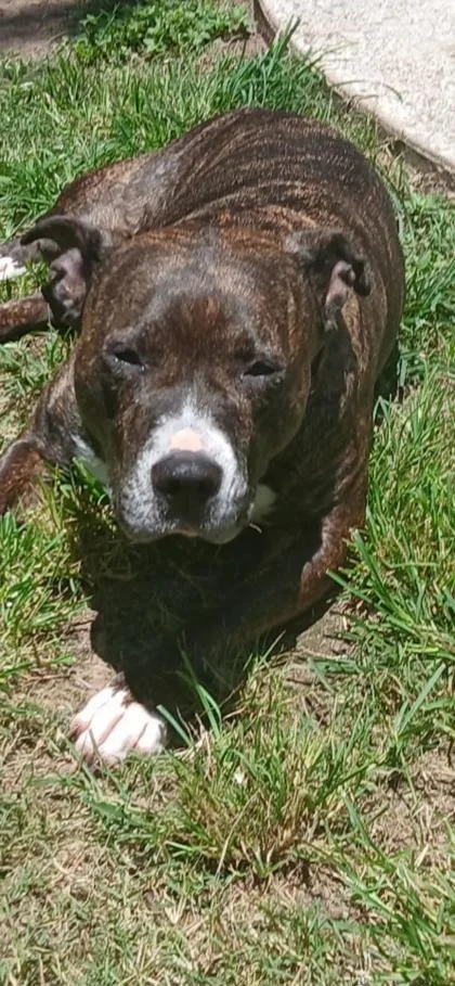 An adult medium-sized female Black American Staffordshire Terrier dog named Jasmine for adoption in Houston, TX