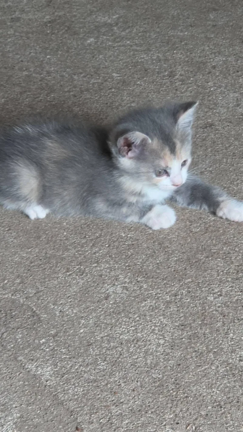A baby small-sized female Domestic Short Hair cat named Misty for adoption in Mexico, MO