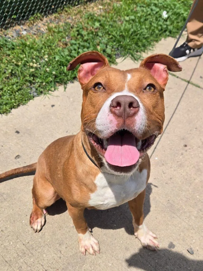 A young medium-sized male Brown / Chocolate Pit Bull Terrier dog named Otg for adoption in Trenton, NJ
