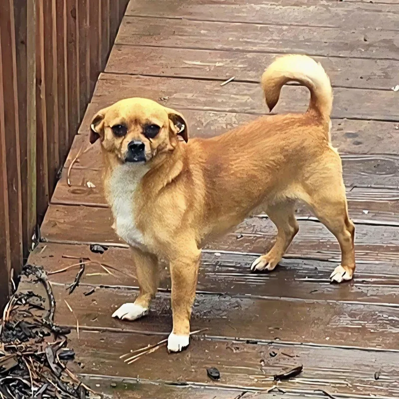 Scrappy Doo thumbnail 2