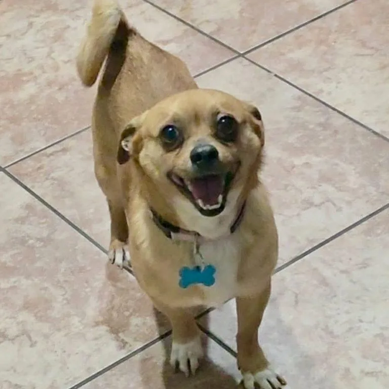 Scrappy Doo thumbnail 3