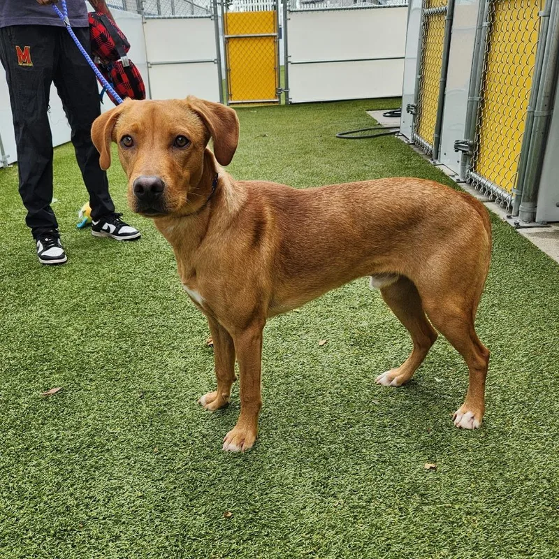 A young medium-sized male Yellow / Tan / Blond / Fawn Labrador Retriever dog named Rusty for adoption in Falls Church, VA